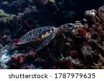 Small photo of A Hawksbill Sea Turtle cruises over the reef in Bonaire, The Netherlands. Scientific name: Eretmochelys imbricate