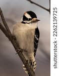 A Female Downy Woodpecker...