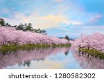 Full Bloom Sakura   Cherry...