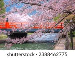 Full bloom cherry blossom at Okasaki Canal in Kyoto, Japan