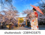 Young Japanese woman in a traditional Kimono dress strolls by Hirano-jinja Shrine in Kyoto, Japan during full bloom cherry blossom season