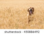 Golden Retriever Dog In Wheat...