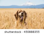 Golden Retriever Dog In Wheat...