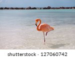 Pink Flamingo Standing In One...