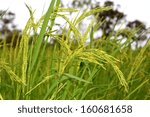 Green Rice Plant During...