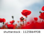 Red Poppy Flowers Against The...