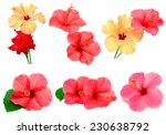 Collection Of Colored Hibiscus...