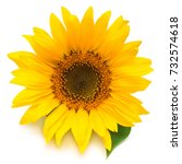 Flower Of Sunflower Isolated On ...