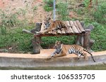 Asian Two Tiger In The Zoo  At...