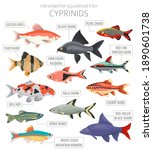 Cyprinids. Freshwater Aquarium...