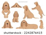 Bloodhound Dog  Clipart. All...