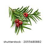 Branch Of Fir Tree With Red...