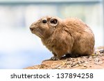 Comb rat (gundi) on the rock closep