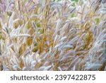 Small photo of fluffy white grass flowers fluttered and wavered in the wind.