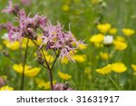 Ragged Robin And Buttercups In...