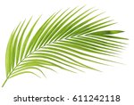 Green Palm Leaf Isolated On...
