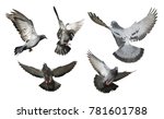 Set Of Pigeons Flying Isolated...