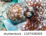 Small photo of Caribbean reef octopus,Octopus briareus is a coral reef marine animal.