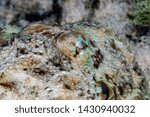 Small photo of Caribbean reef octopus,Octopus briareus is a coral reef marine animal. close up of eye