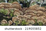  Violet Toothed Polypore ...