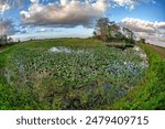 Everglades National Park is an American national park that protects the southern twenty percent of the original Everglades in Florida