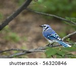 Blue Jay Young Bird Perched On...