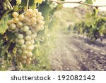 Sweet and tasty white grape bunch on the vine