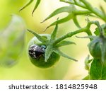 Small Green Shield Bug On A...