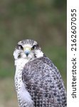 Small photo of peregrine falcon is a rapacious bird with two big black eye and an hooked beak