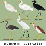 Cattle Egret image - Free stock photo - Public Domain photo - CC0 Images