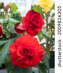 Large Size Red Begonia Flowers
