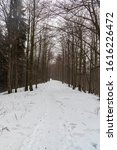 Small photo of winter deciduous forest with snow covered hiking trail near Cupel hill summit bellow Lysa hora hill in Moravskoslezske Beskydy mountains in Czech depublic