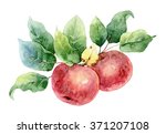 Green & Red Apple Clipart Free Stock Photo - Public Domain Pictures