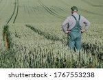 A farmer stands in the lane of his tractor and looks down over his large grain field. In the field you can see many lanes of the tractor. View from behind.