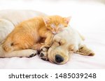 Cat And Dog Sleeping Together....