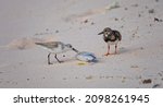 2 Sandpipers  One Eating From A ...