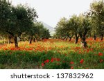 Trees Of Olives On A Field Of...