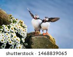 Puffins in Iceland. Seabirds on sheer cliffs. Birds on the Westfjord in Iceland. Composition with wild animals. Birds - image
