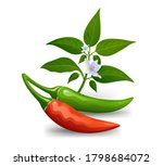thai paprika red and green... | Shutterstock .eps vector #1798684072