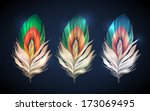 Bright Bird Peacock Feathers....