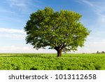 a field on which grows one beautiful tall oak tree, a summer landscape in sunny warm weather