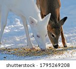 Winter scene: a pair of white-tailed deer, one white and one reddish-brown, eat corn kernels in the snow