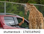 Open Zoo Giraffe Looking For...