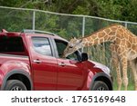 Open Zoo Giraffe Looking For...