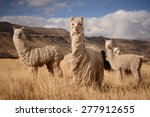 Llamas  Alpaca  In Andes...