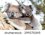 Australia Baby Koala Bear And...