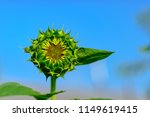 Small photo of Undisguised sunflower with leaves similar to the head of a bird with a beak against the blue sky