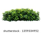 Tropical  nature plant isolated backdrop include clipping path on white background.closeup spring botanic decoration floral rain forest plant.Schefflera actinophylla