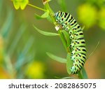 Bright green swallowtail...