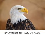 The Bald Eagle  Haliaeetus...